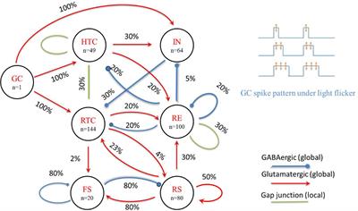 State-dependent modulation of thalamocortical oscillations by gamma light flicker with different frequencies, intensities, and duty cycles